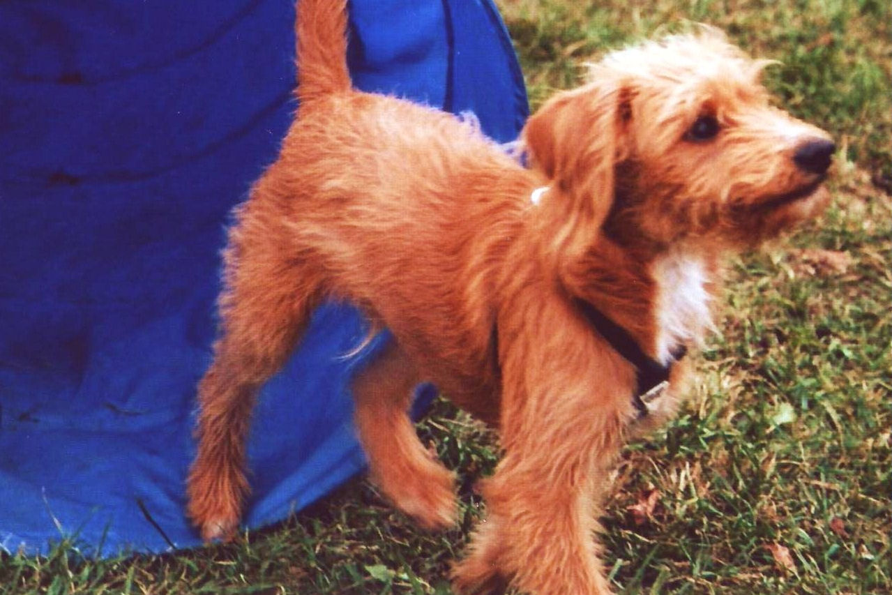 Beratung vor dem Kauf Gabis Hundeschule