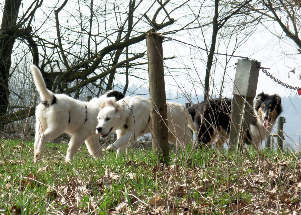 Junghund Gabis Hundeschule