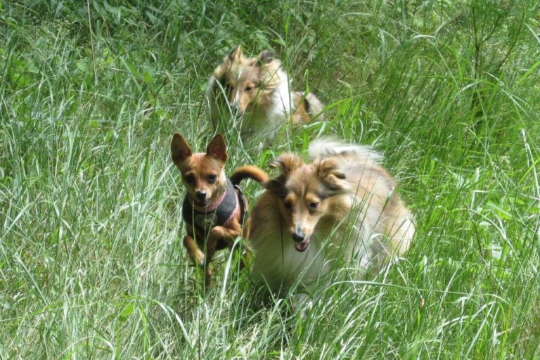 Gabis Hundeschule zertifizierte Familienhundausbildung mit Herz und