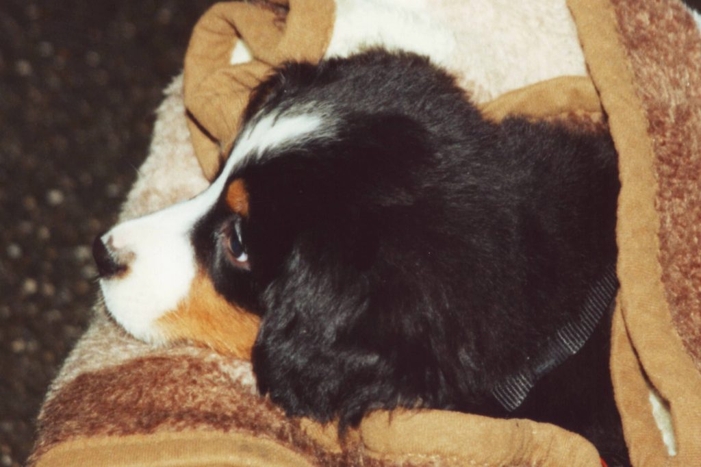 Beratung vor dem Kauf Gabis Hundeschule